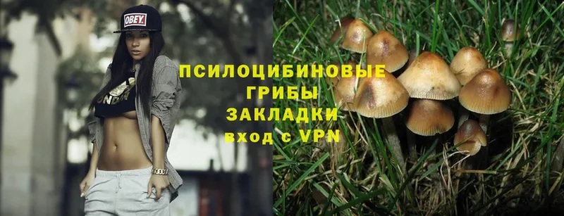 Псилоцибиновые грибы Magic Shrooms  Кашира 